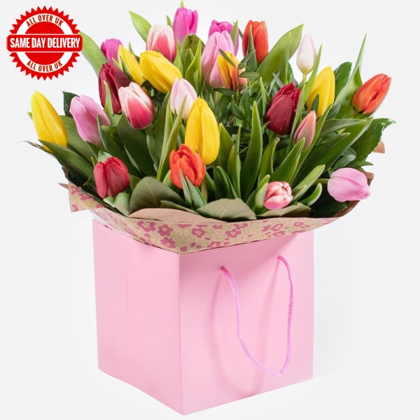 Tulip Temptations